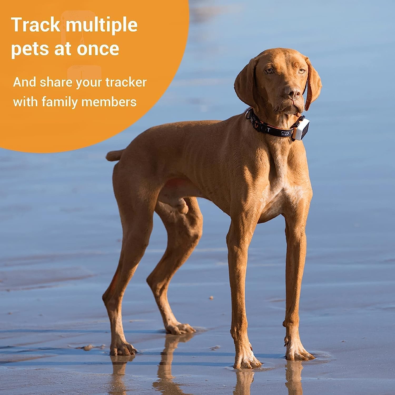 3 GPS Pet Tracker GPS Dog Tracker 4G Live Satellite Tracking, Multiple Smart Alerts, Fully Waterproof Activity Monitor for Dogs & Cats, Unlimited Range, Remote Voice Recall，Fits All Collars